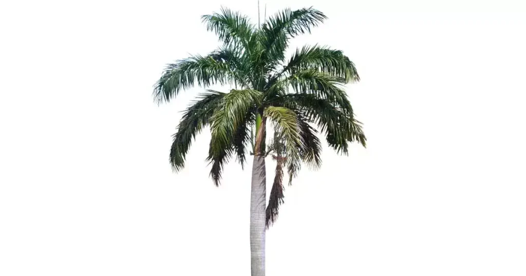 Palm-tree-photo