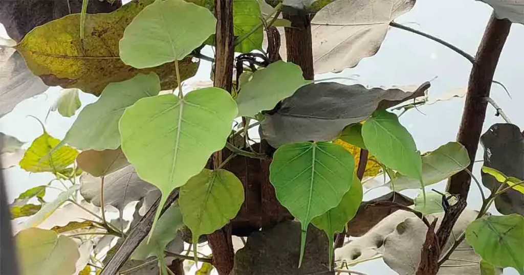 put-this-leaf-in-your-pocket-peepal-tree-benefits-in-telugu-mana