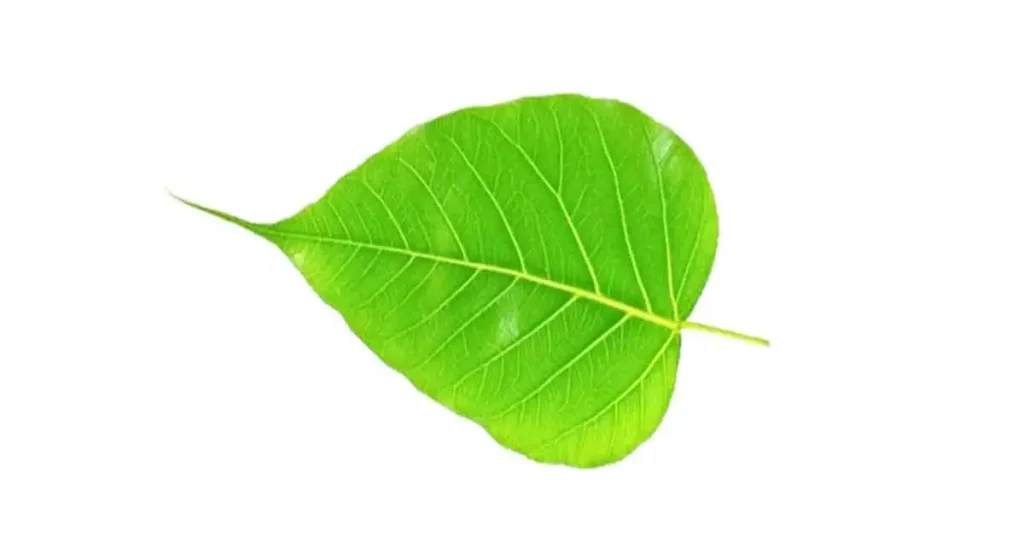 Peepal-tree-in-Telugu