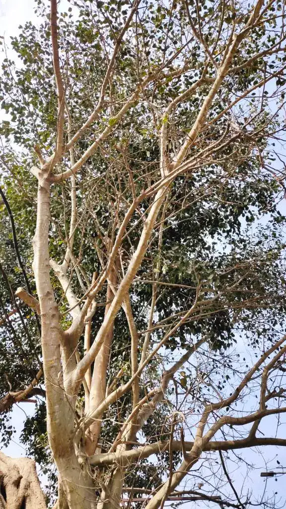 Peepal-tree-photo