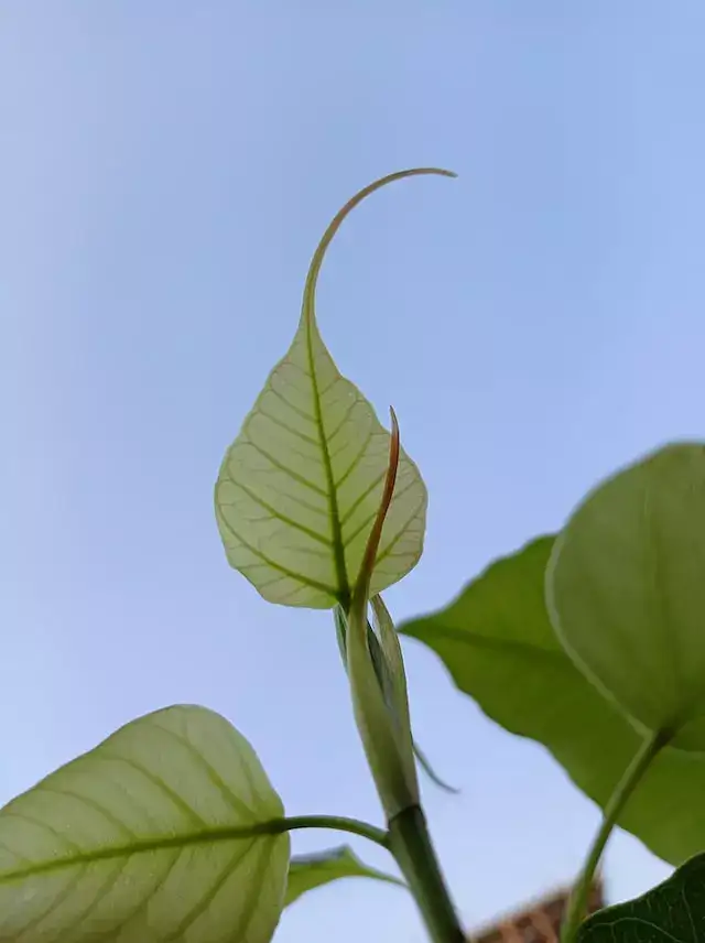 Peepal-tree-photo