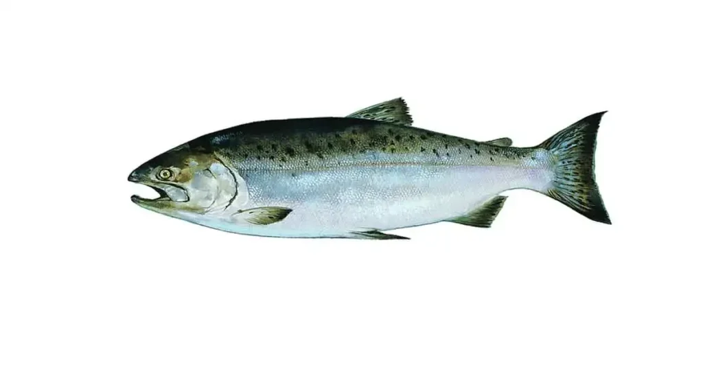 Salmon Fish In Hindi Name [8+ Benefits, Nutrition, Price Etc]