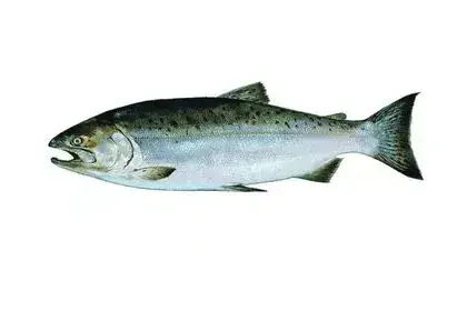 Salmon-Fish-in-Hindi