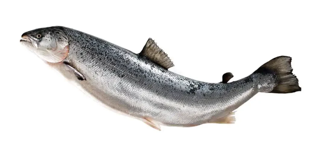 Salmon-Fish-photo