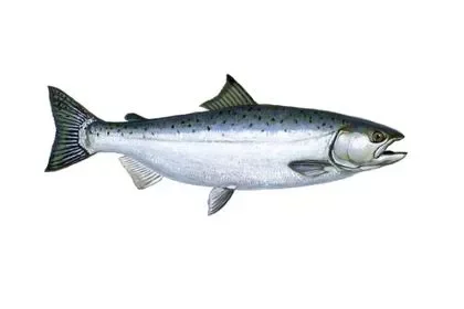 Salmon-fish-in-Marathi