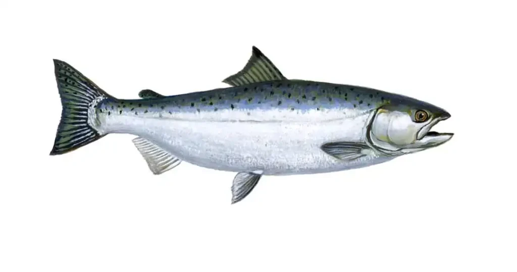 Salmon Fish In Marathi Name 5 Benefits Nutrient Price Type Etc 