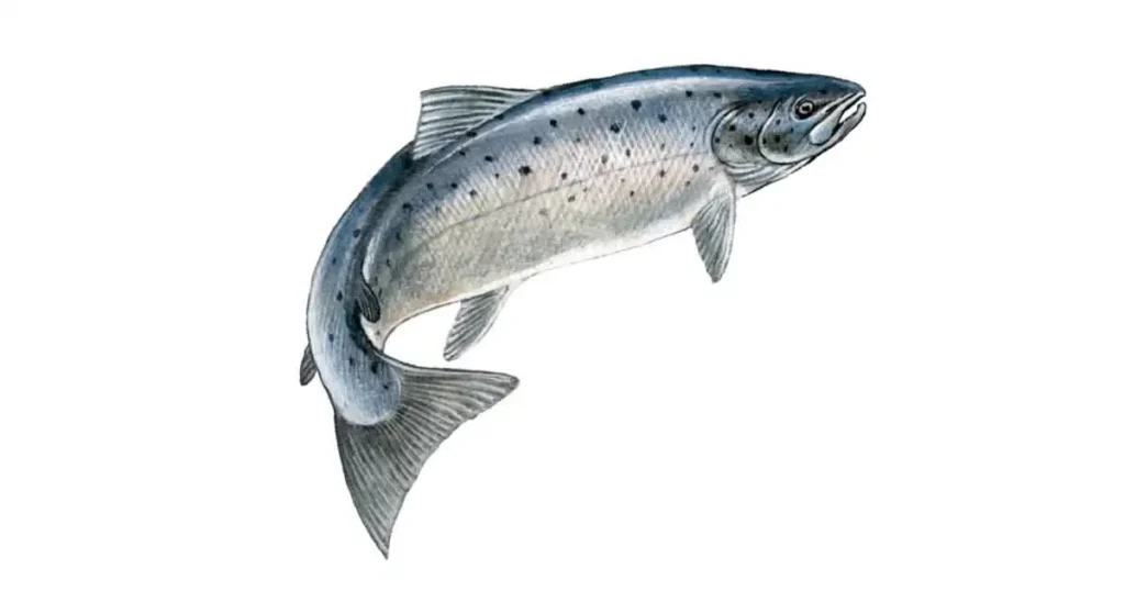 Salmon-fish-photo