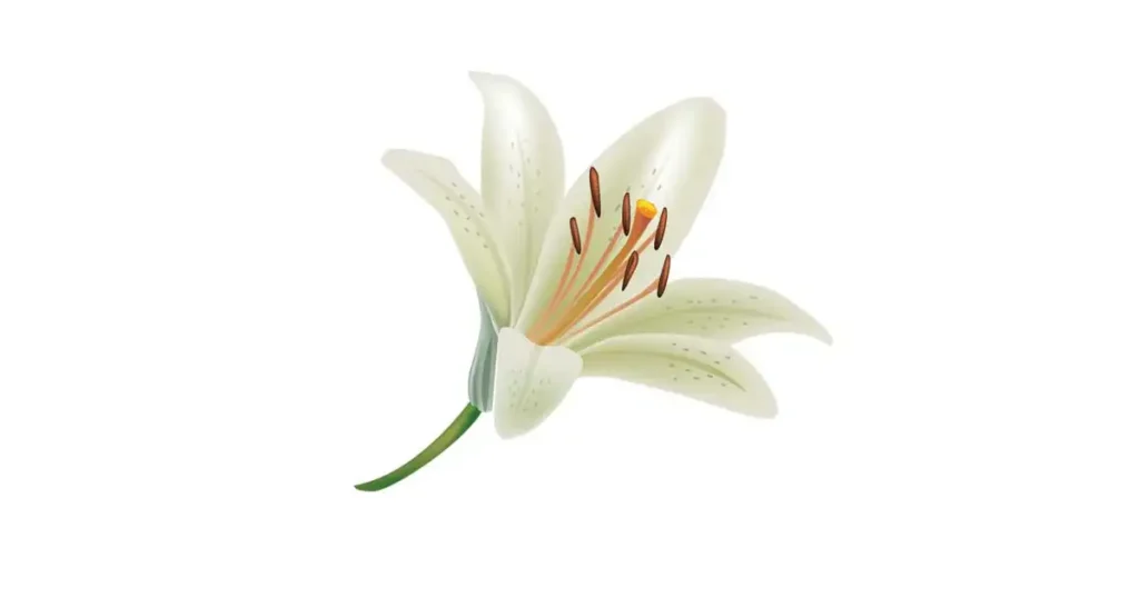 lily-flower-photo