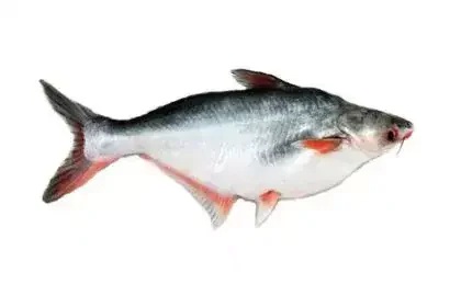 Basa-fish-in-Tamil