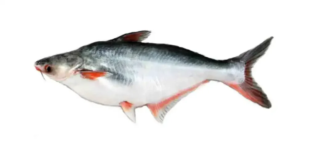 Basa-fish-in-Telugu