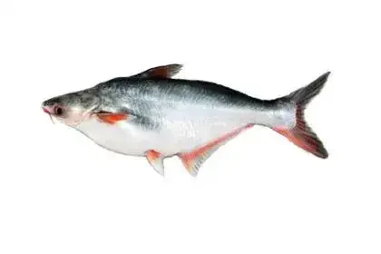 Basa-fish-in-Telugu