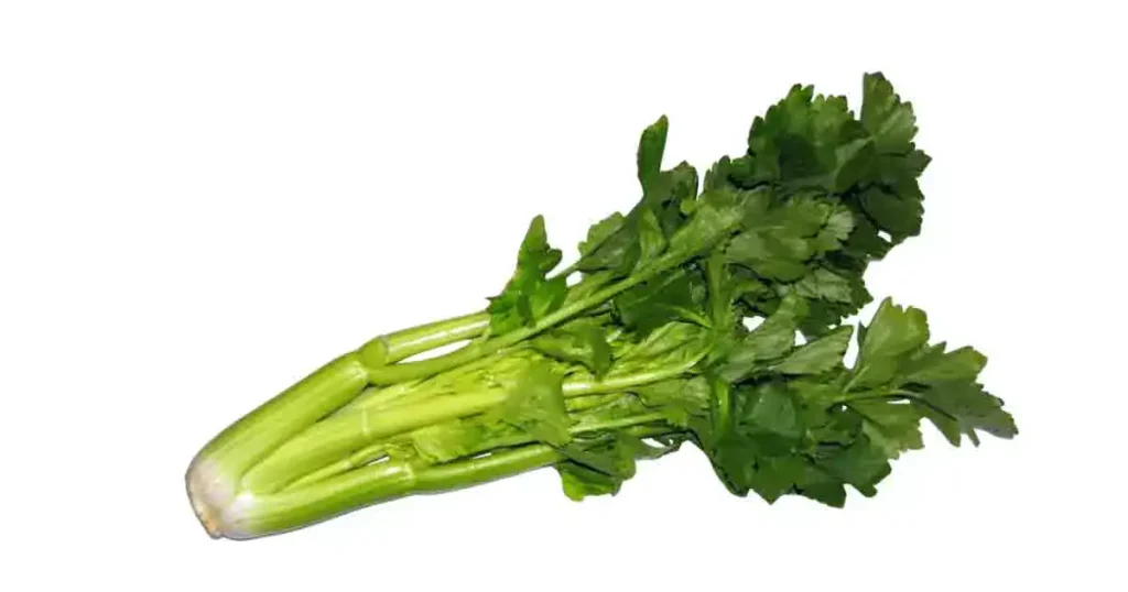 Celery-In-Tamil-name