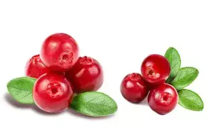 Cranberry-in-Tamil