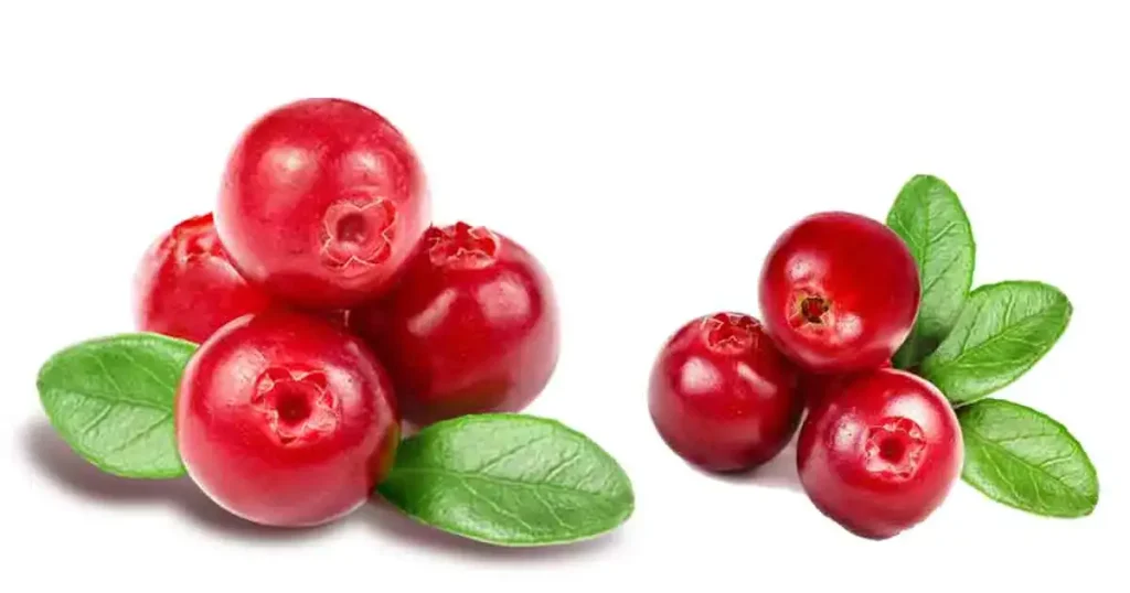 Cranberry-in-Tamil