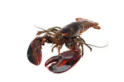 Lobster-in-Tamil