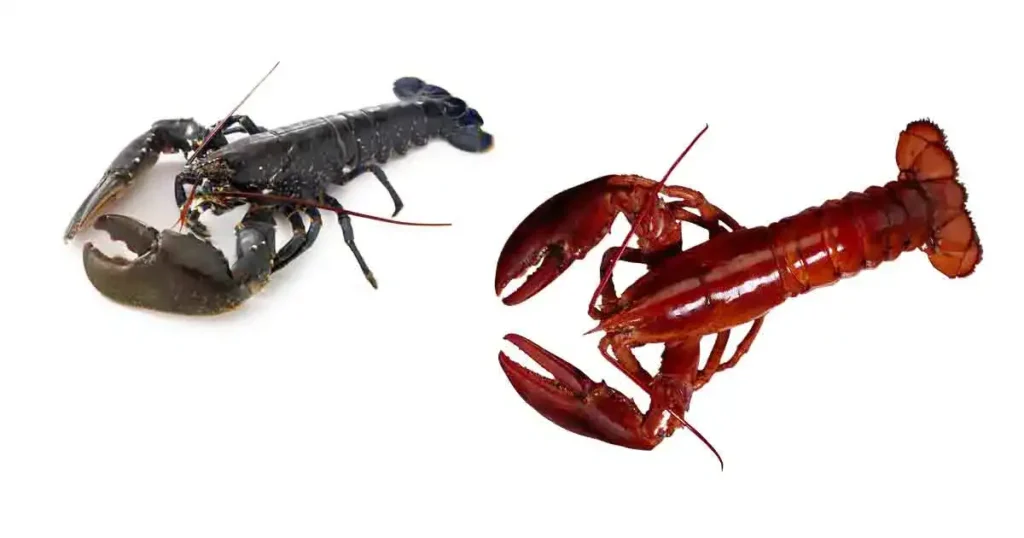Lobster-in-Tamil