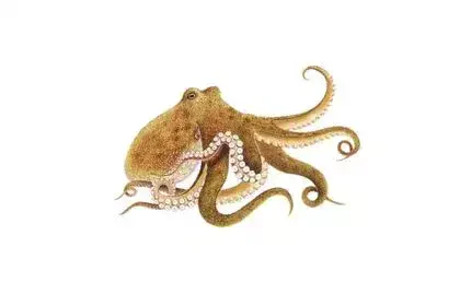 Octopus-in-Telugu