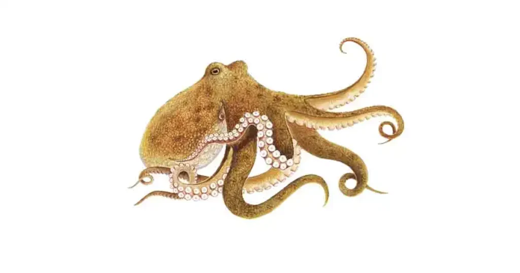 Octopus-in-Telugu