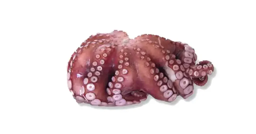 Octopus-photo