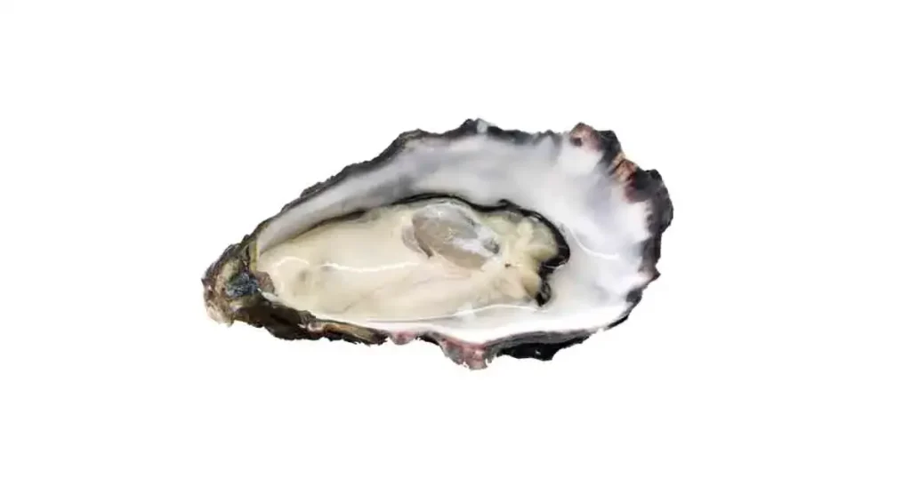 Oyster-in-Tamil