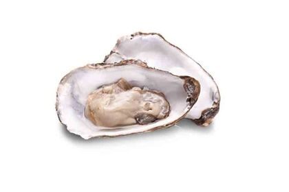 Oyster-in-Tamil