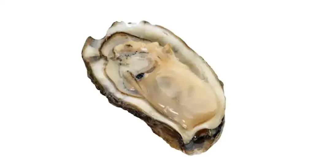 Oyster-photo