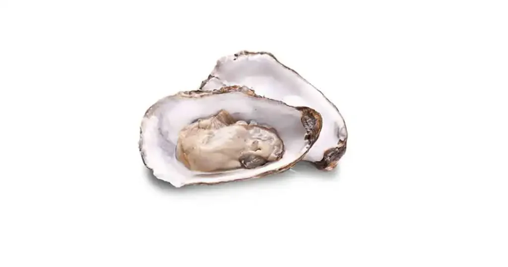 Oyster-photo