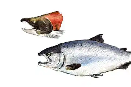 Salmon Fish In Tamil [7+ Benefits, Side Effects, Nutrients, Price ]