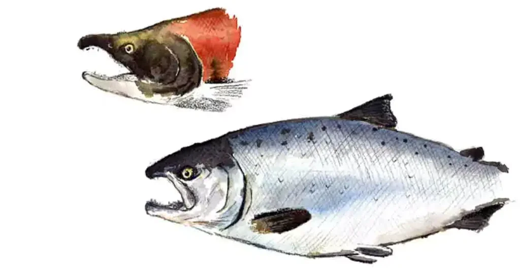 Salmon Fish In Tamil 7 Benefits Side Effects Nutrients Price 