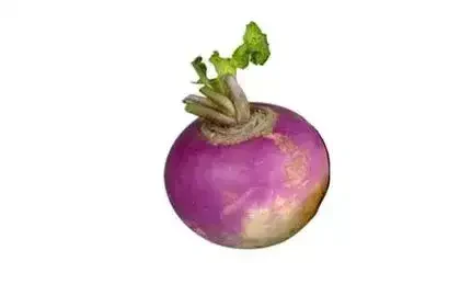 Turnip-in-Tamil