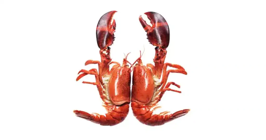 lobster-photo