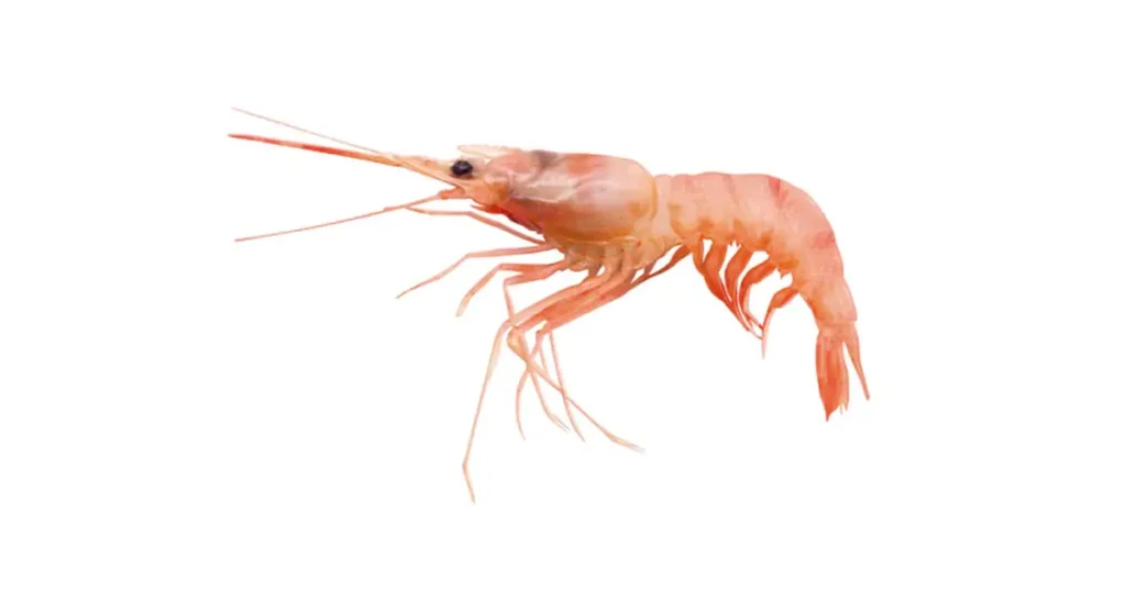 prawn-photo