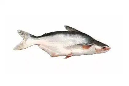 Basa-fish-in-Malayalam