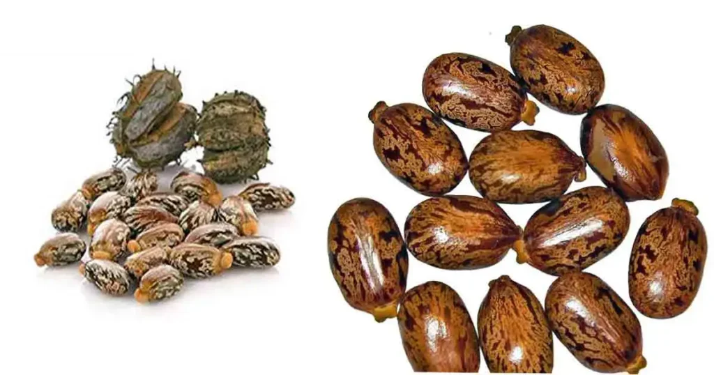 Castor Oil In Tamil Name [3+ Benefits, Side Effect, Nutrient, Price ]