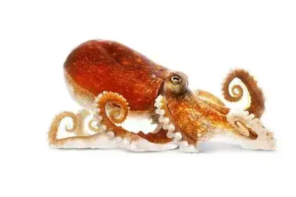 Octopus-in-Tamil