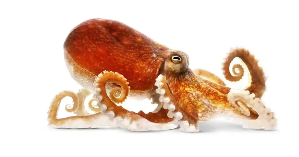 Octopus-in-Tamil