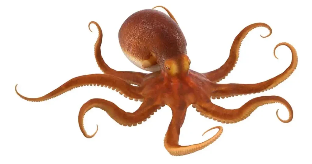 Octopus-photo