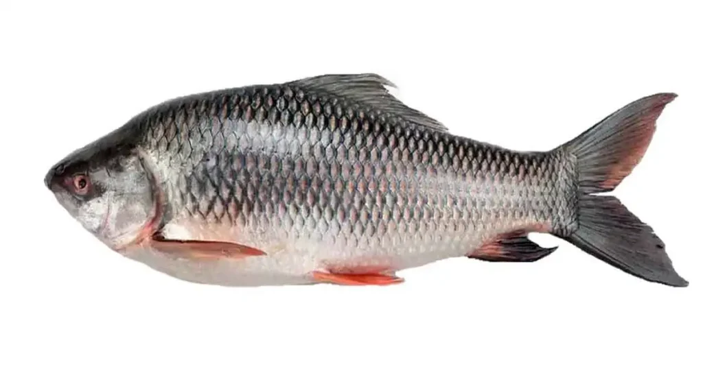 Rohu-Fish-In-Telugu
