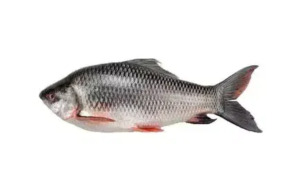 Rohu-Fish-In-Telugu