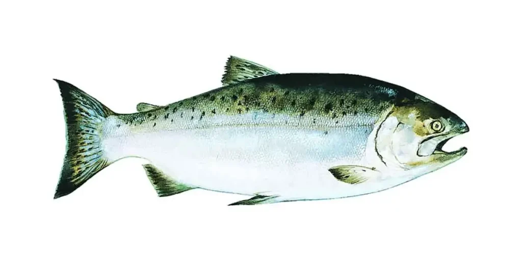 Salmon-fish-in-Bengali