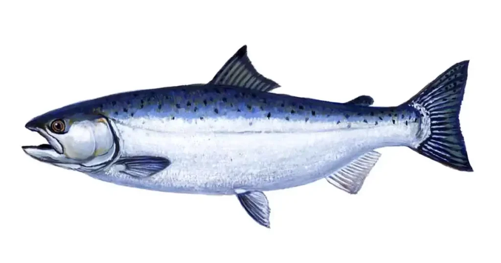 Salmon-fish-in-Kannada