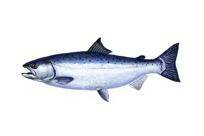 Salmon-fish-in-Kannada
