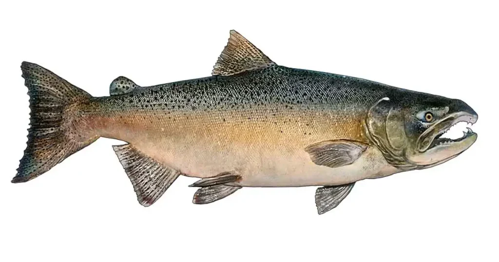 Salmon-fish-in-Telugu
