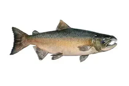 Salmon-fish-in-Telugu