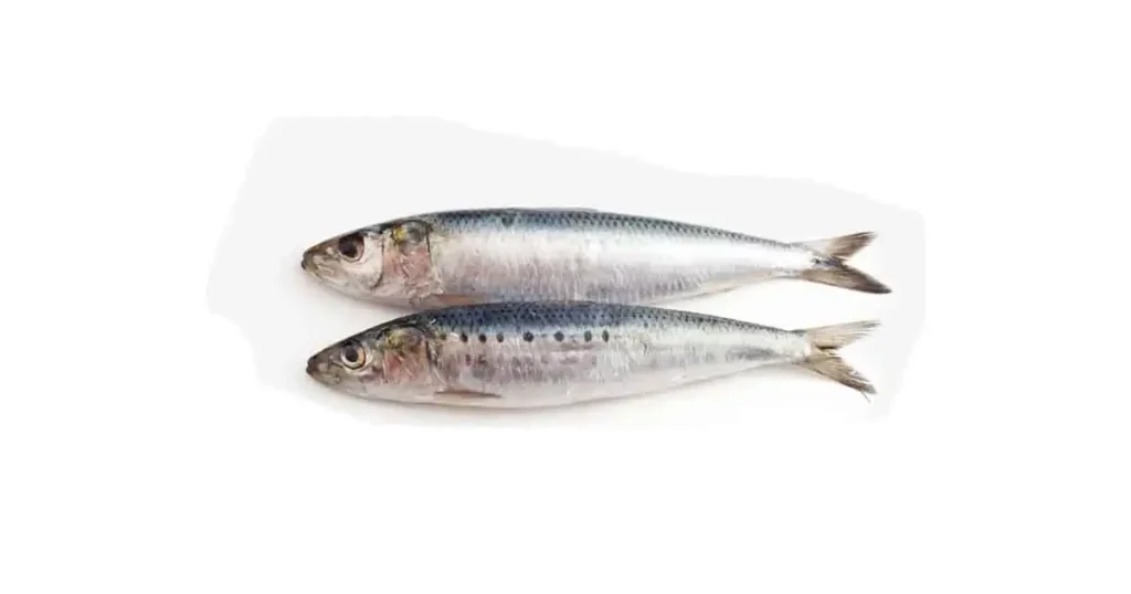 sardine-fish-in-marathi-name-9-benefits-side-effect-nutrient-price