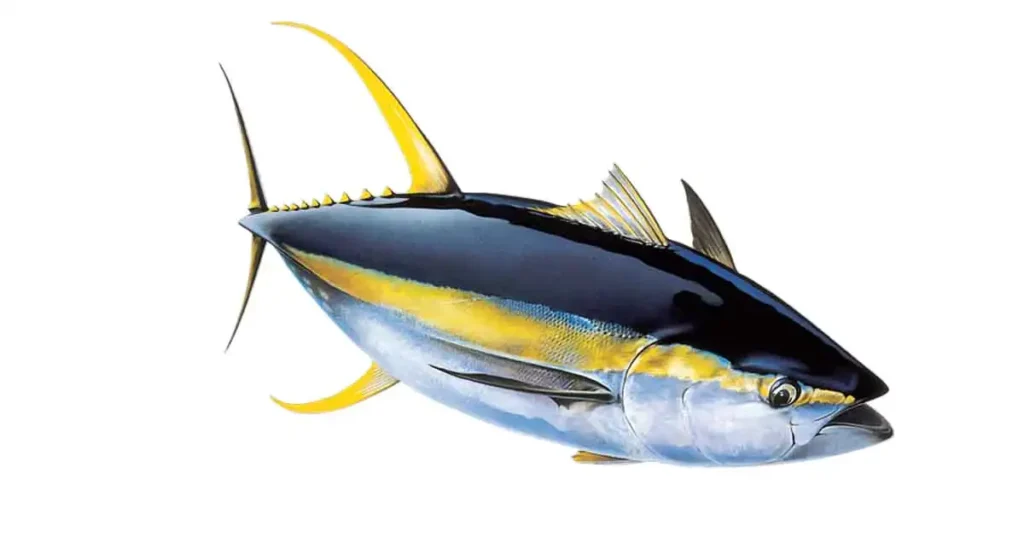 Tuna Fish In Bengali Name [ 5+ Benefits, Side Effect, Nutrient, Price ]