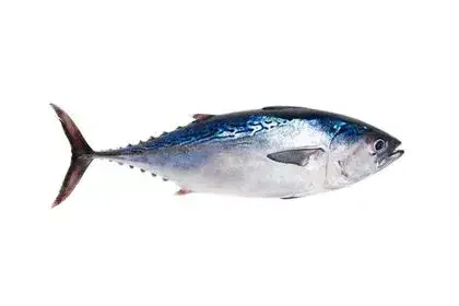 tuna-fish-in-Bengali