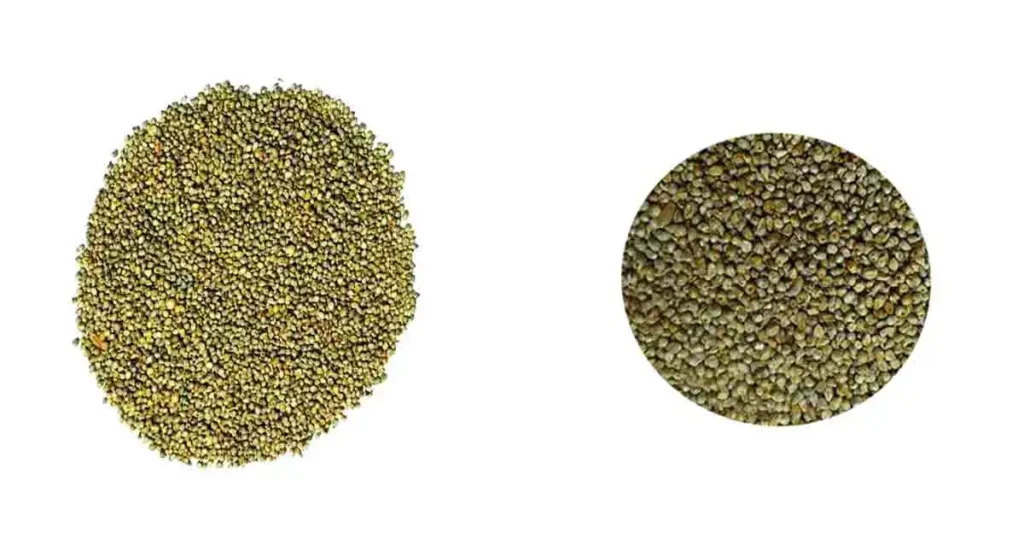 benefits-of-pearl-millet-hindi-bajra-tamil-kambu-58-off