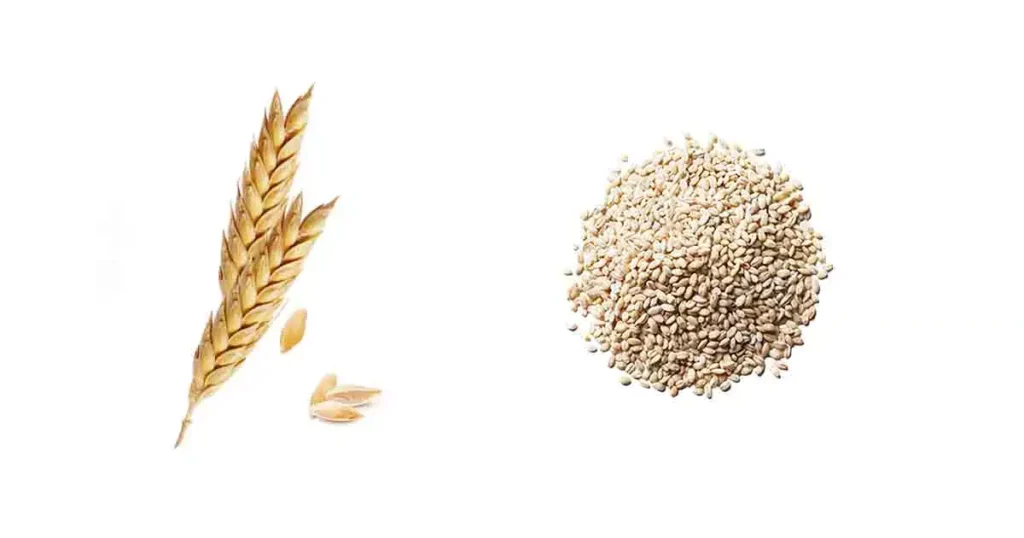 Barley-in-Telugu