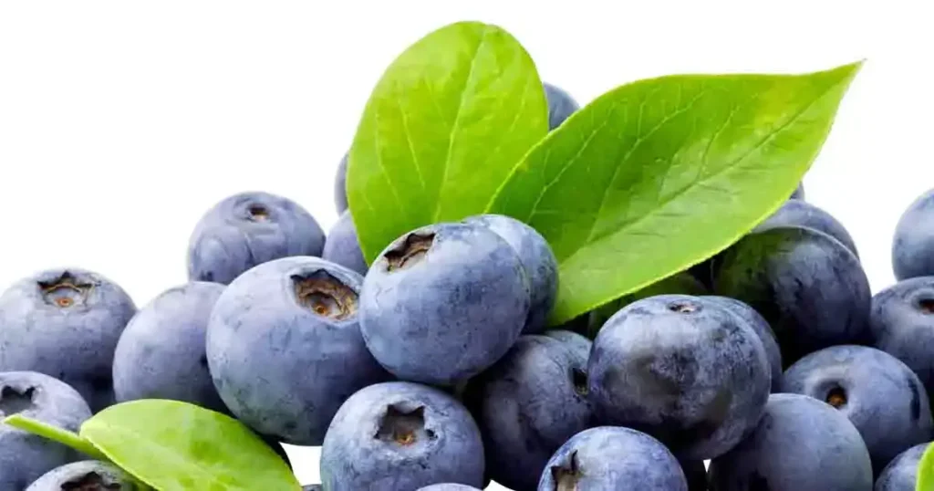 Blueberry-in-Telugu